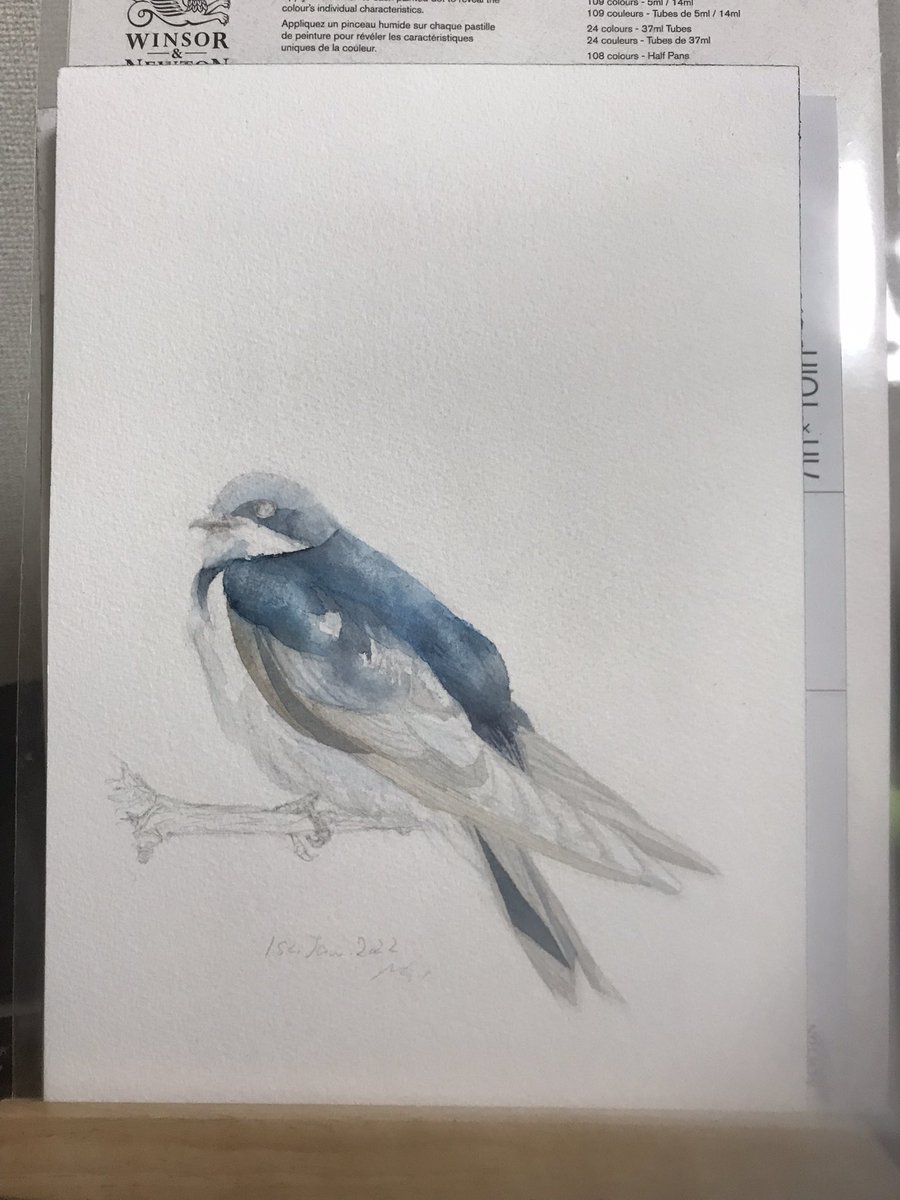 I would like to finish this painting tonight but so sleepy. Because a new year has already arrived in Japan! Wishing you a happy new year and enjoy your holidays!
#colour_collective #PaperWhite #painting #watercolour #TreeSwallow