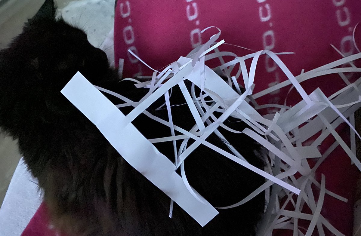 TheBlackFluff's tweet photo. I really don’t care that you’re working right here hoomum. And I do ignore the fact that I have probably 40 other sleeping places in this house. I want this spot… right now. https://t.co/Hqz9o6S5Fd