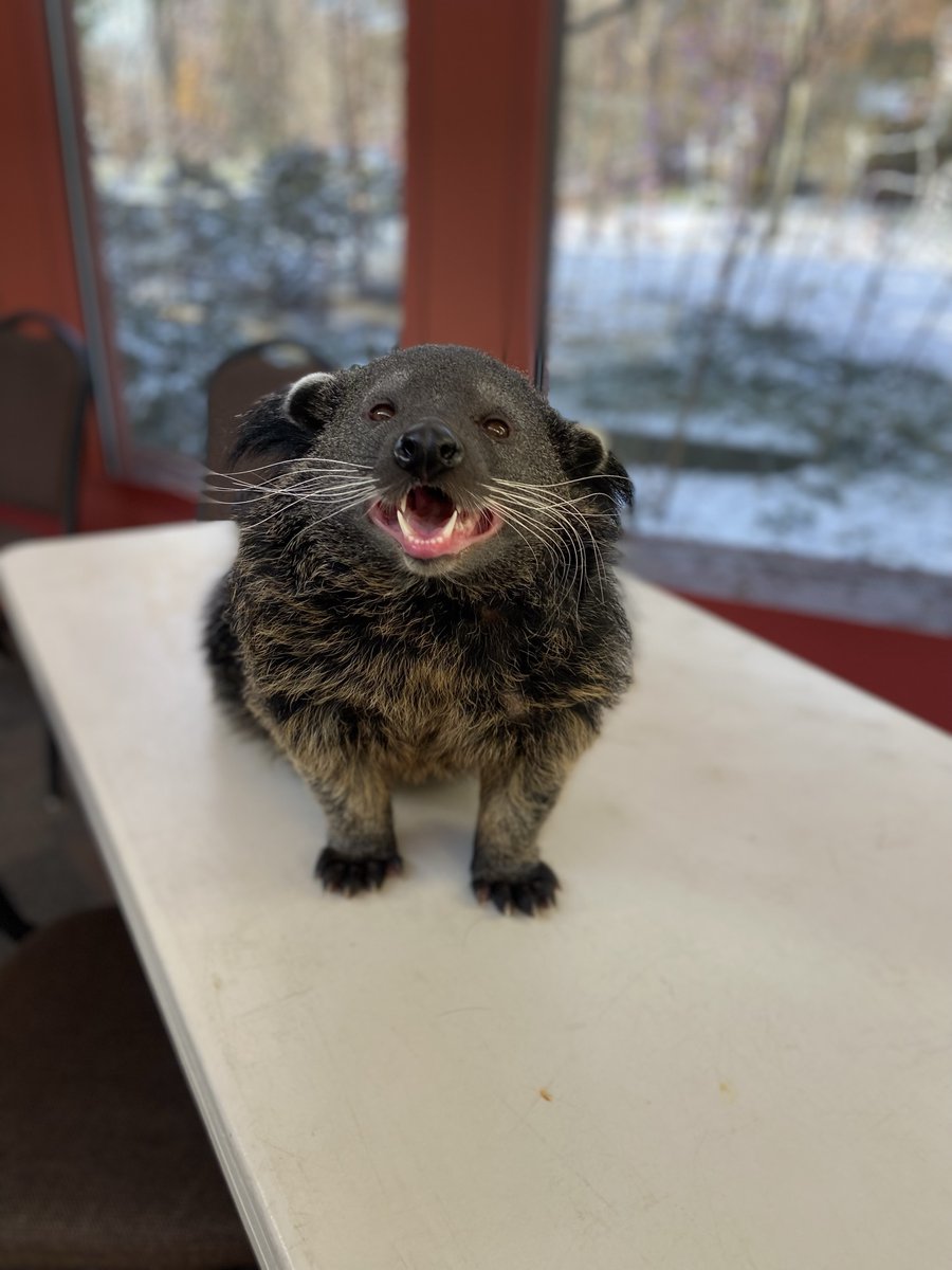 CincinnatiZoo's tweet photo. Lucille the bearcat is @GoBearcatsFB biggest fan! 🏈 @CFBPlayoff @CottonBowlGame #Bearcats #CinCity https://t.co/QJw4LKBiix