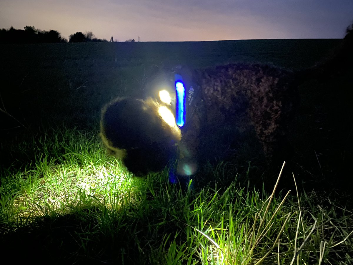 getoutmorerob's tweet photo. I’ve upgraded  the @JuliusK9UK dog harness with 2 LED tactical torches and blue LED reflective strips. High vis walks this winter. https://t.co/vO51LCYNGR