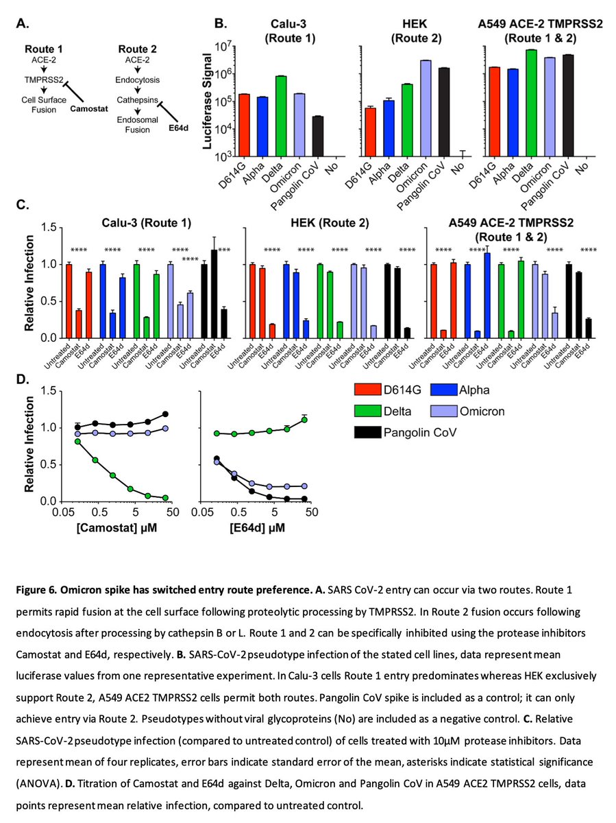 CharlesSpillane's tweet photo. #Omicron variant arising from #SARSCoV2 #MolecularEvolution has switched cellular entry pathway to TMPRSS2-independent endosomal fusion, possibly reducing cell-to-cell transmission @CVRinfo @emcat1  

https://t.co/tFQmEs5q02

Expect future variants to arise derived from #Omicron https://t.co/mn7OJv5Eex