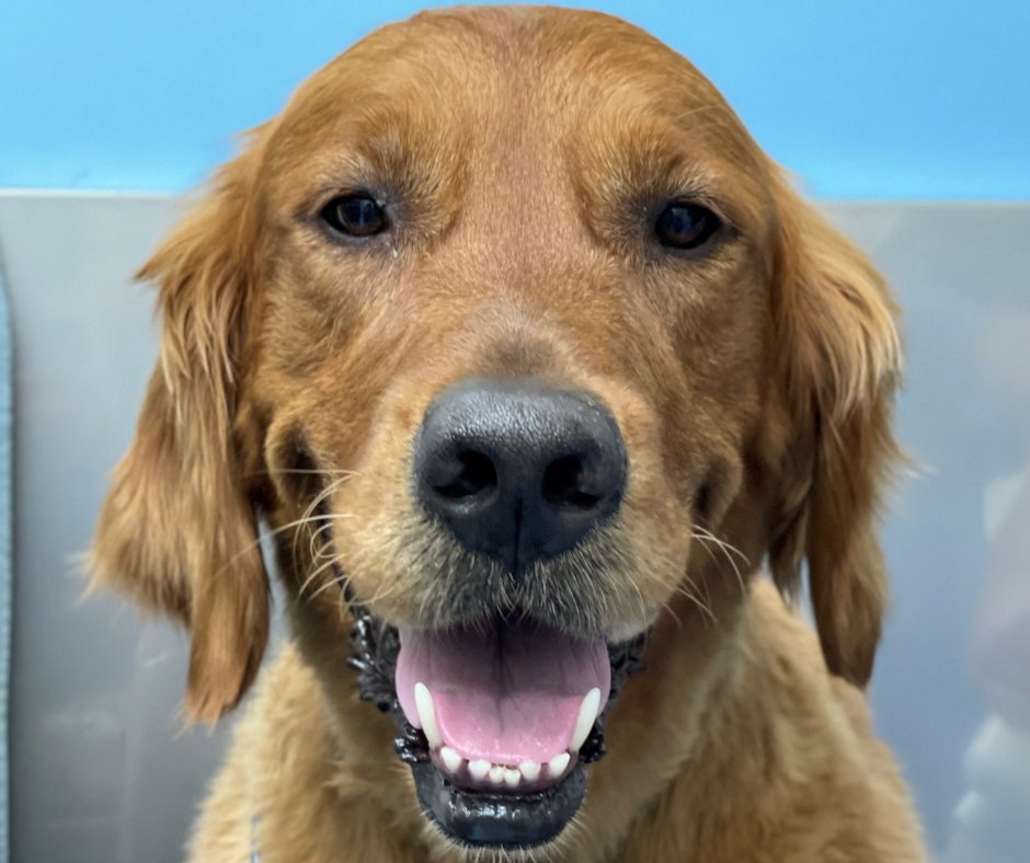 BiscuitsandBath's tweet photo. Thank you for sticking with us. Thank you for your continued support, and for sharing your dogs with us. We'll continue doing our best to make having a dog fun, easy, and possible. https://t.co/tlrnKCI8Qt
