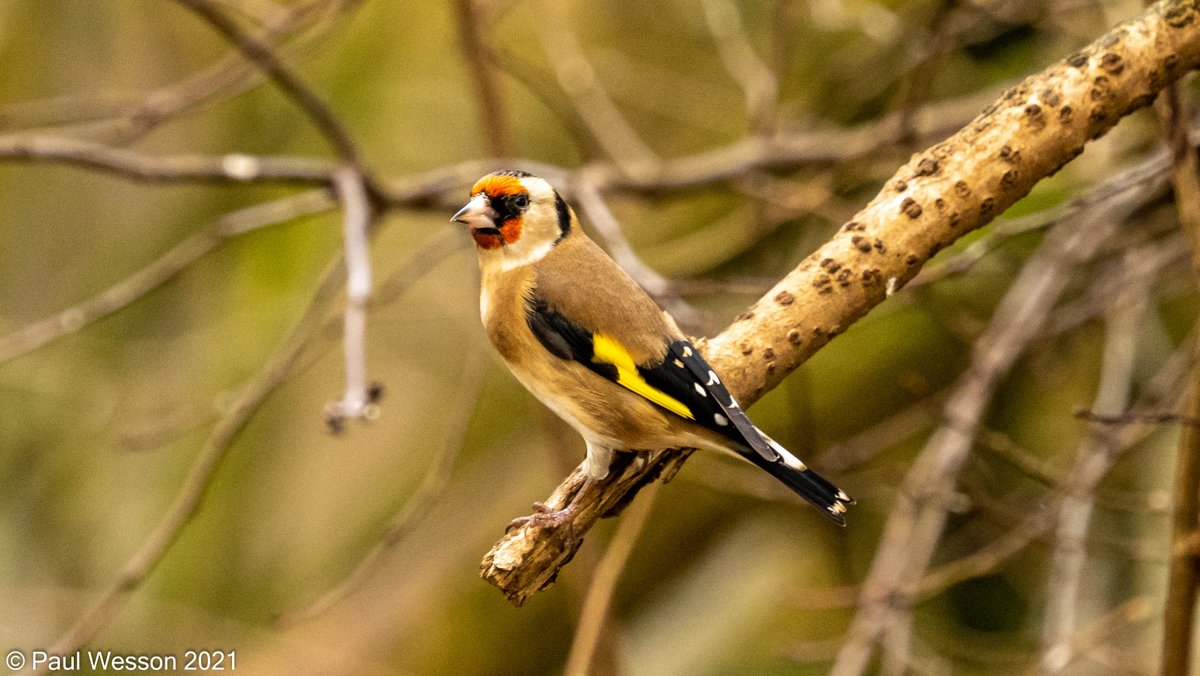 PaulWesson2's tweet photo. Albino (leusistic) Goldfinch together with a normally  plumaged one from @NTCalkeAbbey  today. https://t.co/1OmmV7Ybys
