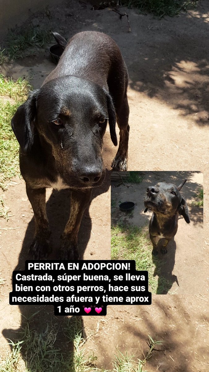 Viiqi15's tweet photo. COMPARTIR!! 💓 
Ayúdenme a encontrarle un hogar https://t.co/wKrbMi7tP7