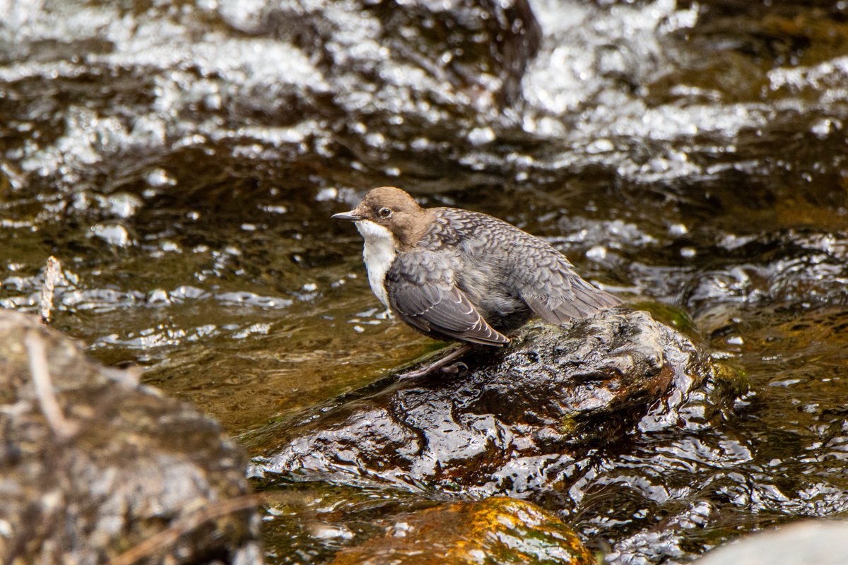 WildestWanderer's tweet photo. Copiant al bo de @birdcatalunya (mil gràcies per deixar-me la batería aquells dies 😇) vaig a posar el meu top 9 d'aquest any. Algunes les he penjat per aquí, d'altres encara eren inèdites 😜 (Par 1/3) #Tavascan #Montanejos https://t.co/N0T0VQchqV