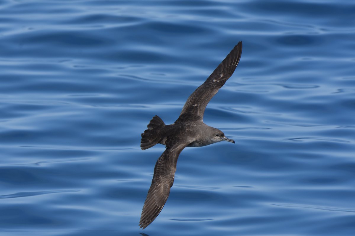 WildestWanderer's tweet photo. Copiant al bo de @birdcatalunya (mil gràcies per deixar-me la batería aquells dies 😇) vaig a posar el meu top 9 d'aquest any. Algunes les he penjat per aquí, d'altres encara eren inèdites 😜 (Par 1/3) #Tavascan #Montanejos https://t.co/N0T0VQchqV