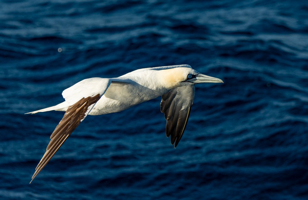 WildestWanderer's tweet photo. Copiant al bo de @birdcatalunya (mil gràcies per deixar-me la batería aquells dies 😇) vaig a posar el meu top 9 d'aquest any. Algunes les he penjat per aquí, d'altres encara eren inèdites 😜 (Par 1/3) #Tavascan #Montanejos https://t.co/N0T0VQchqV
