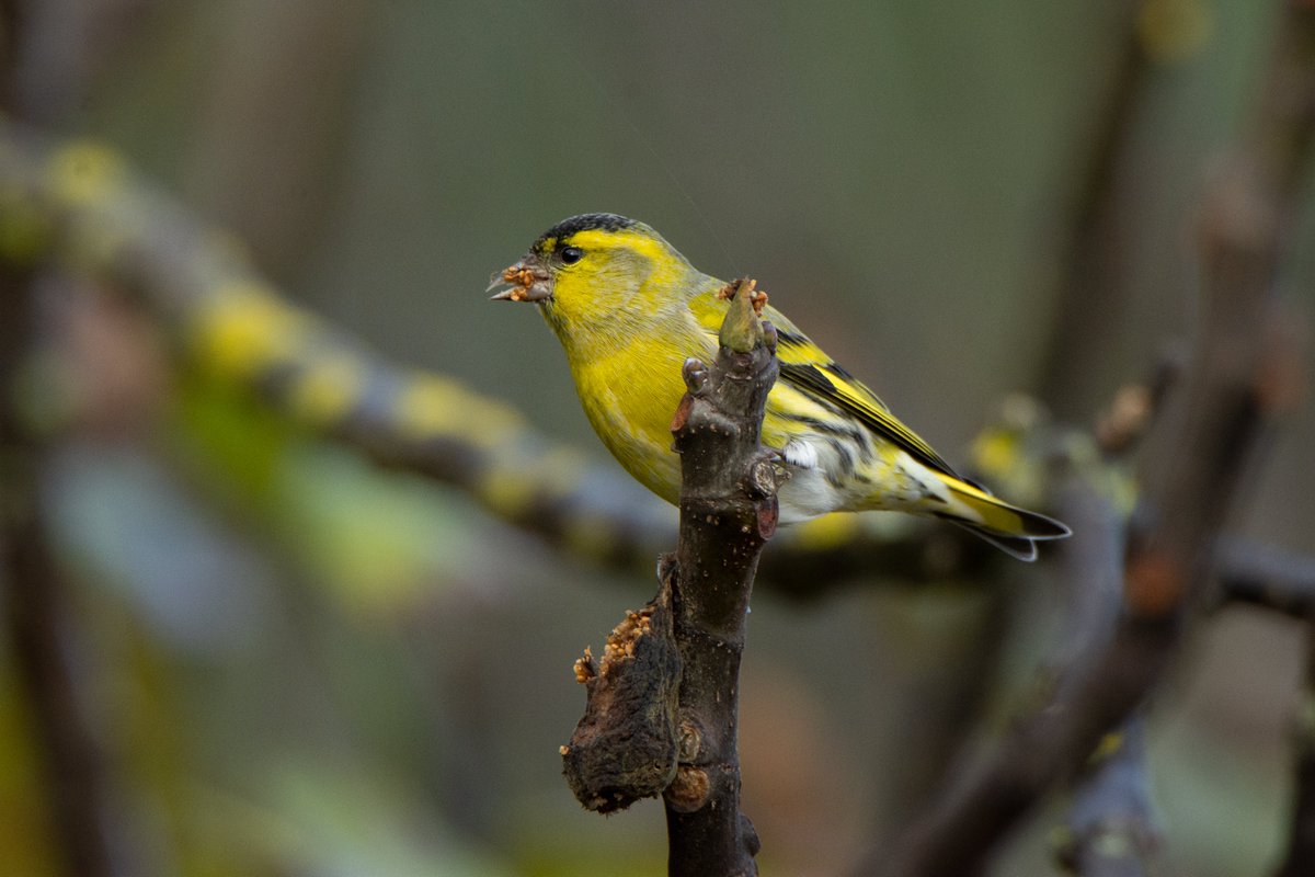 WildestWanderer's tweet photo. Copiant al bo de @birdcatalunya (mil gràcies per deixar-me la batería aquells dies 😇) vaig a posar el meu top 9 d'aquest any. Algunes les he penjat per aquí, d'altres encara eren inèdites 😜 (Par 1/3) #Tavascan #Montanejos https://t.co/N0T0VQchqV