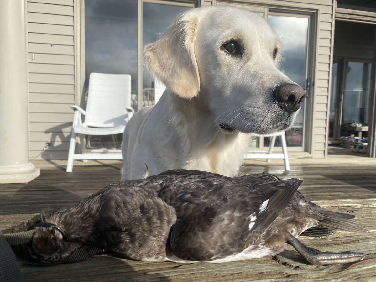 JimSkeltonNC's tweet photo. Chootβem!
#DuckHunt #BogueSound #Waterfowl #GoldenRetriever https://t.co/NiDUYIWZDj