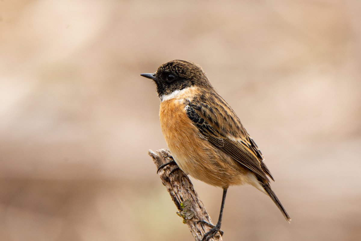 WildestWanderer's tweet photo. La darrera, del dia de Nadal a la meva segona casa, @reservanatsebes Bon any nou a tothom gent del #birding https://t.co/qT2Z4kcQH5