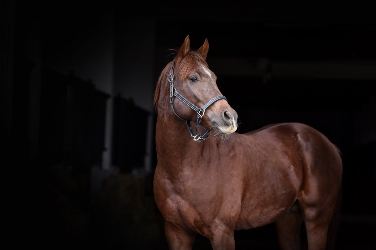 Baş Hükümdar Herkese Mutlu Yıllar Diler. 💫❄️🎉