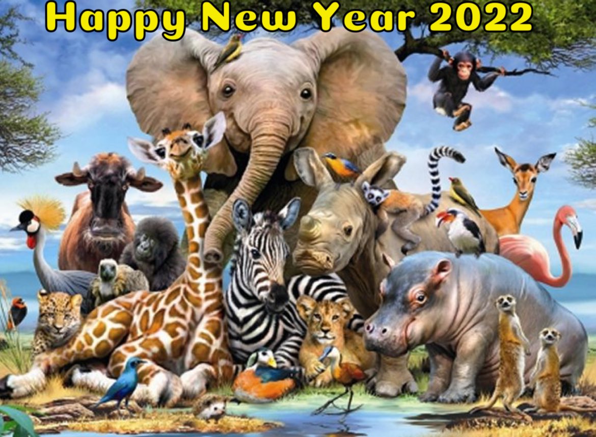 HAPPY NEW YEAR to you all when it comes! 🎉🌟🎊

We have come so far, people are listening, things are changing, people’s eyes are being opened.
I hope next year it will continue &amp; more people will become a voice for the animals, for the voiceless 🗣🐾💚