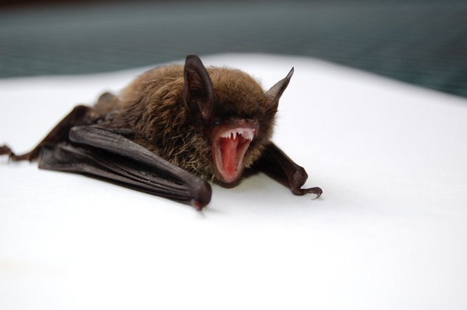 MicrobiolCurRes's tweet photo. #Lab-Grown #Bat Guts Offer Clues on #Viral #Outbreak Origins
for more details:https://t.co/adkpc2c2nz https://t.co/cvPE8tkXzl