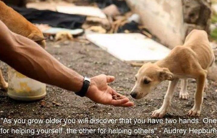 willtravers's tweet photo. Happy #NewYearsEve This coming year we make the change. We fix our planet for #people &amp; #animals. Smile my friends, for, together, we shall overcome adversity with compassion. #DoingNothingIsNotAnOption. ⁦@BornFreeFDN⁩ ⁦@BornFreeUSA⁩ ⁦@thehummingbirdI⁩ RT Wx https://t.co/jL7QTsbWR5