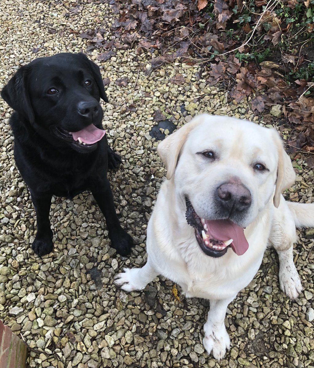 jasper_novel's tweet photo. Beautiful New Yearโs Eve walk over the Lambourn Downs with Monty & Oscar. Happy New Year ๐! #writingpals #ruralwriter #Labradors #ruralberkshire #NewYear2022 #WritingCommunity https://t.co/02nJRGHCKU