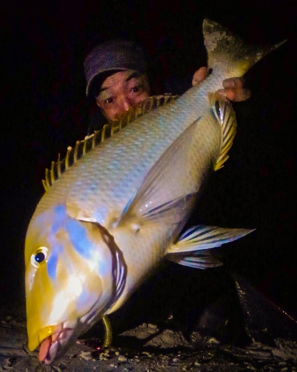 FiddlePescaYang's tweet photo. 1月のバースデータマンから始まった2021年。
憧れのアカジン、カースビー60up、まさかのGT、初ジギングで初スマ、チヌ自己ベスト更新、ハードルアーで初タマン、等々。
今年も良い魚達に出会えました。
いつも刺激をくれるNJAメンバーと、夜に釣りに行かせてくれる家族に感謝です🙏🙏
 #NewJackAngler https://t.co/iSGaGYs3iR