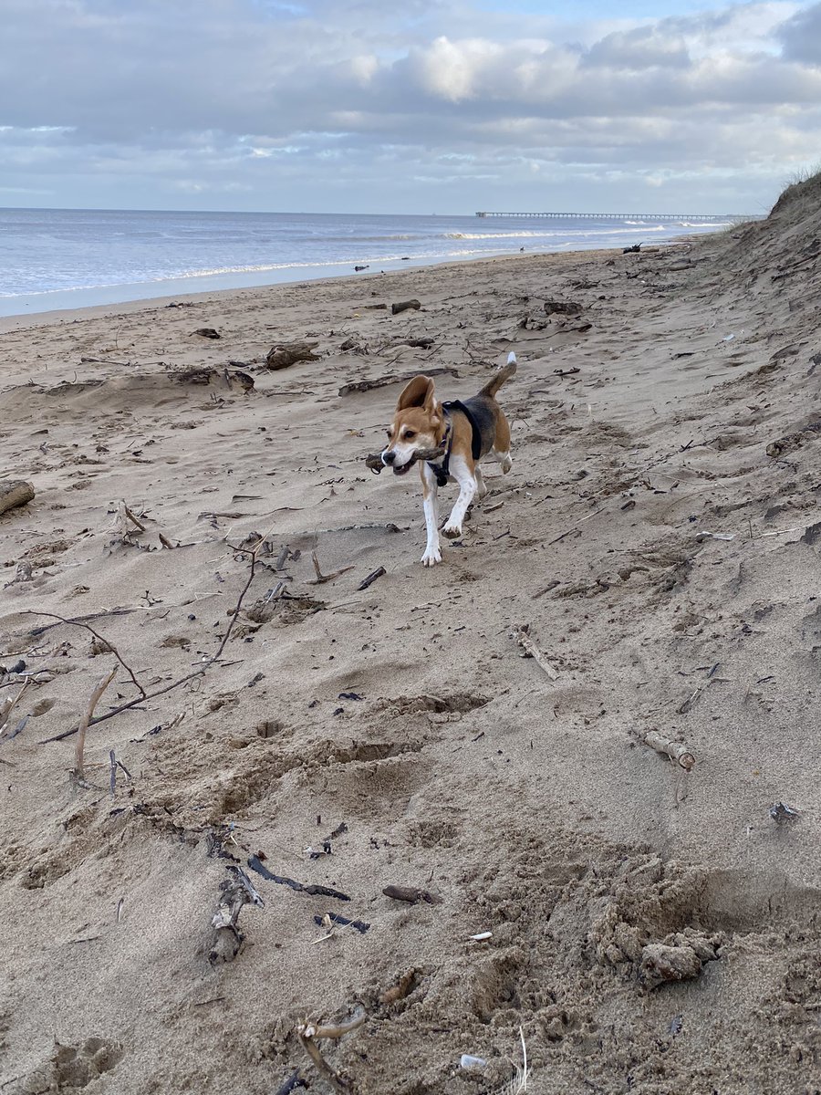 See yah 2021, best thing that happened this year Beagle Twiki arrived💞💞. Worst thing that happened, I invited this destruction machine into the house! 🤣