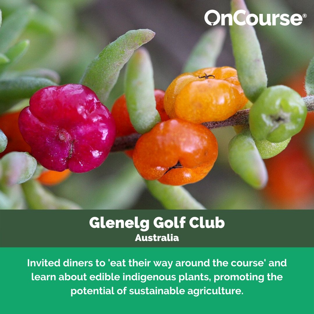 sustainablegolf's tweet photo. This year's Highlight of the Year runner up, @glenelggolf, deserves a special mention after narrowly missing out on the crown.

The highlight below was one of many fantastic highlights shared by the club in 2021. Take a look: https://t.co/exFku06VPX https://t.co/FkQjkIzQ6Z