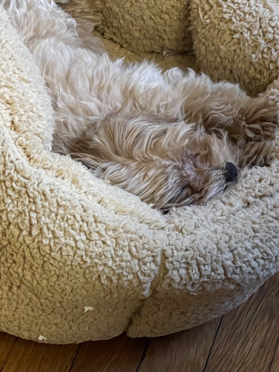 Jane Simon, M.D. tweet media