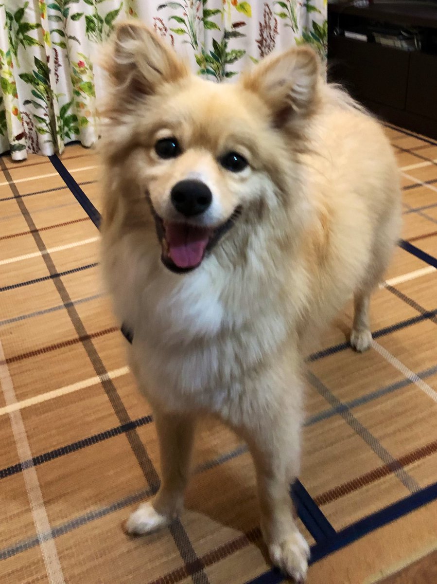 今年も緩すぎて全然投稿できていませんでしたが💦芽生も家族も無事一年過ごすことができました^_^
来年はもう少し投稿増やして行きたいめいママです😅
良いお年をお迎えください🎍