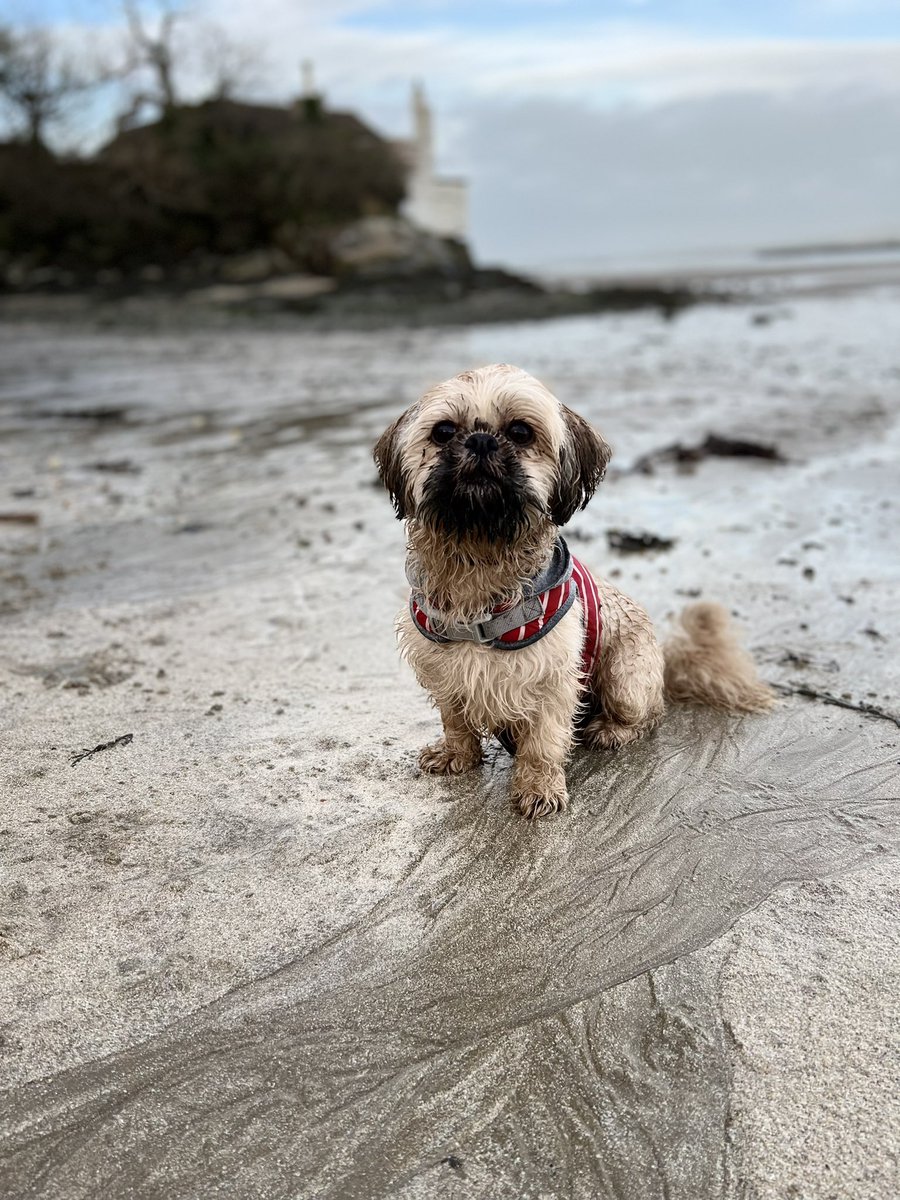 #likebutterwouldntmelt #newyearbath #puppylove #carribeanbeach #Anglesey #beachlife