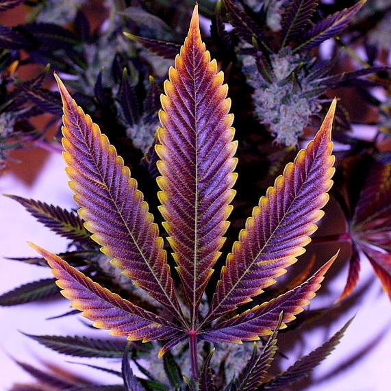 Mary Jane Blaze tweet media