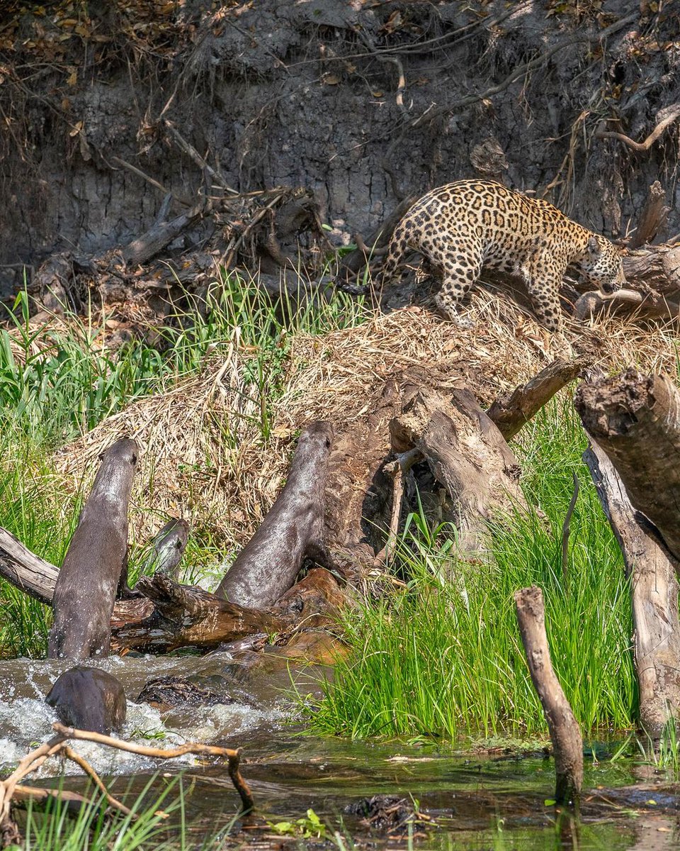NatureIs_Lit's tweet photo. Giant otters corner a female jaguar after a failed predation attack. https://t.co/kEEfrnMav1