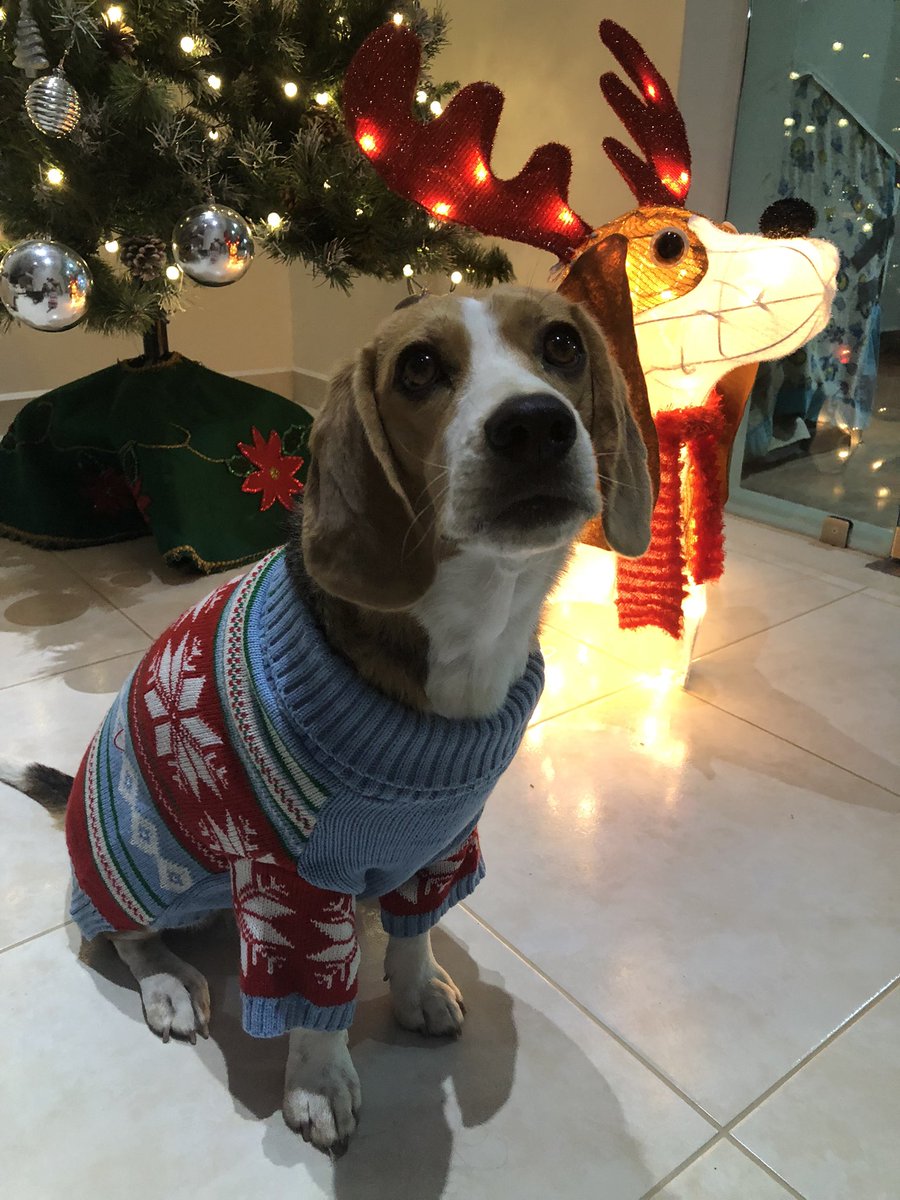 Tay_gs's tweet photo. .. La responsable de hacer este 2021 lleno de alegrías y sonrisas 🐶🤗😃 https://t.co/lwtF34z8Au