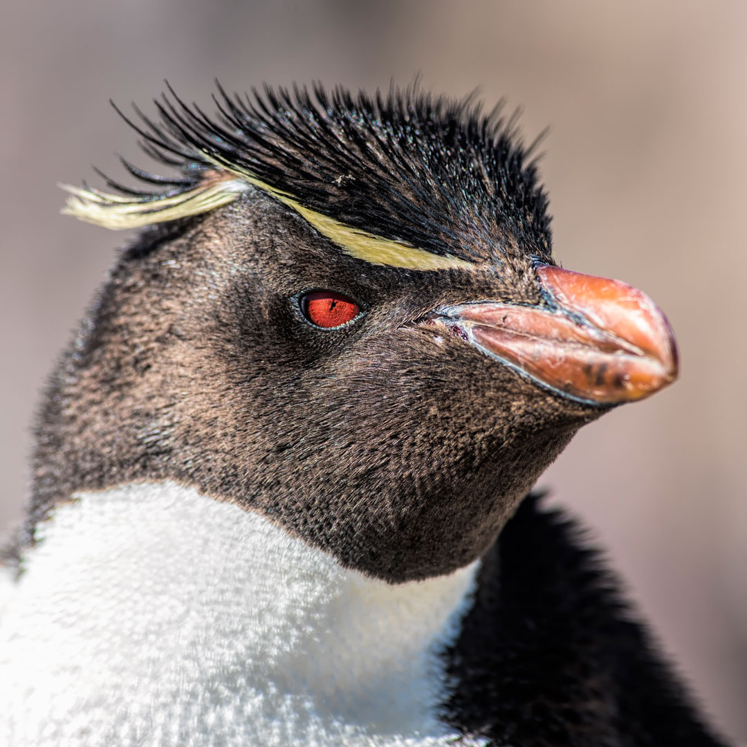 Kareem (Kibrahymi) Twitter