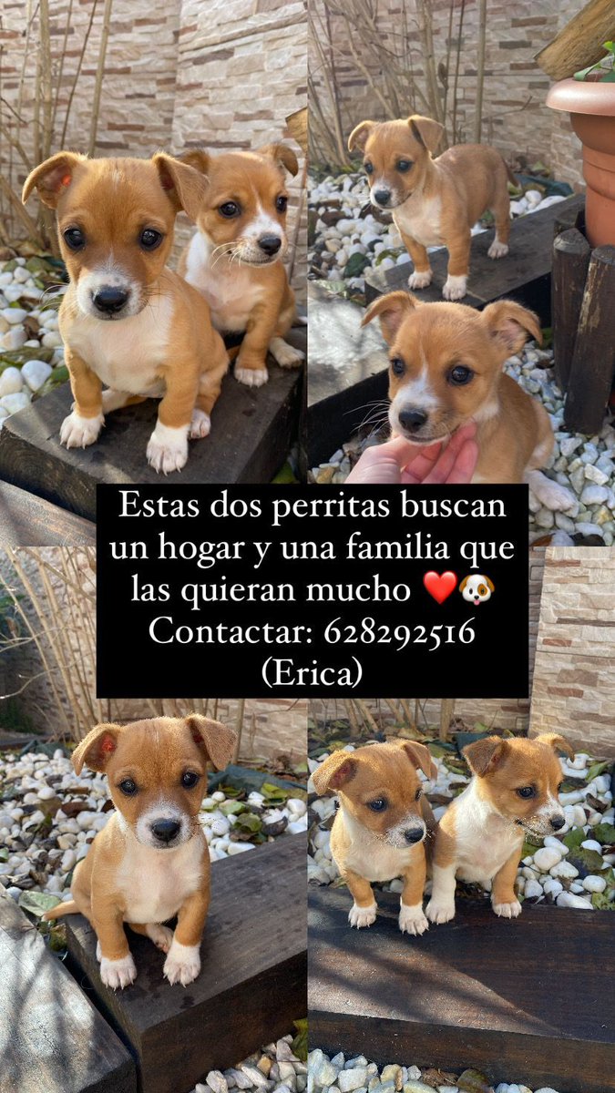 AUDAnimal's tweet photo. Buscan hogar!!! https://t.co/AJdNTAYQQ2