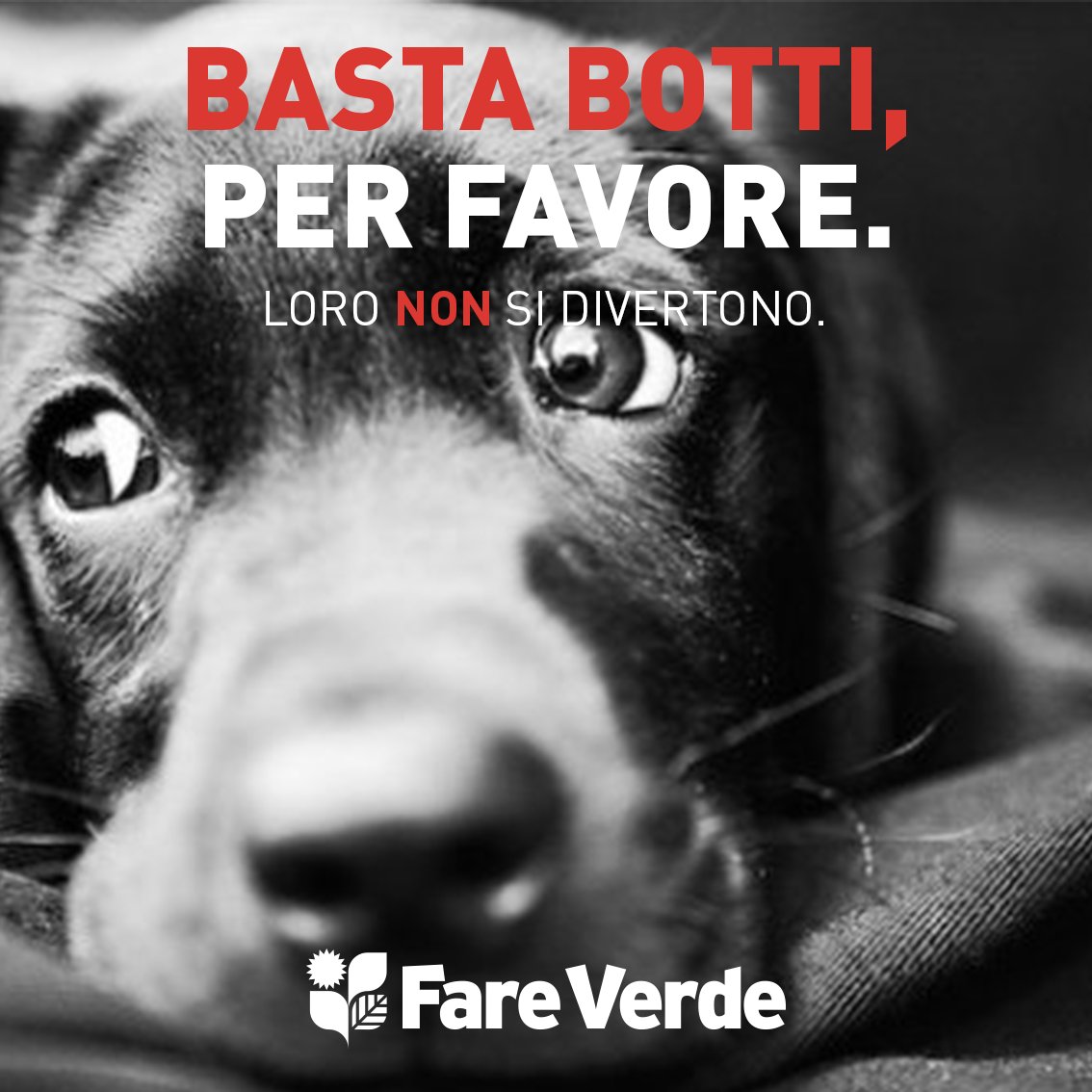bonnigraph's tweet photo. #BuonAnno e ricordiamoci che i #botti spaventano a morte gli #animali.😔
#capodanno2022 #BuonAnno2022 #fareverde https://t.co/npZ305fRBG