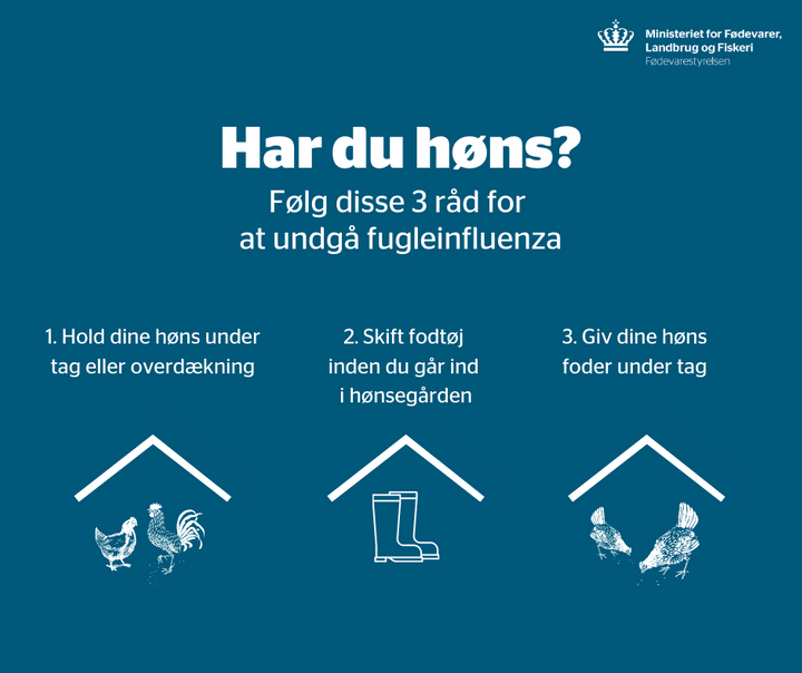 En hobbybesætning ved Vordingborg er ramt af fugleinfluenza. Mange af besætningens 42 høns, ænder og gæs er allerede døde, i morgen bliver de resterende aflivet for at stoppe udbruddet. Fødevarestyrelsen advarer om smitte blandt vilde fugle. direc.to/h47N #dkbiz #dkfood