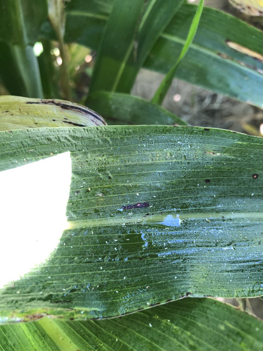 c_sampaoli's tweet photo. Control de pulgón de la caña de azúcar con tiametoxan + lambda y #LigierverdeBio https://t.co/Yd6tBBNd0g