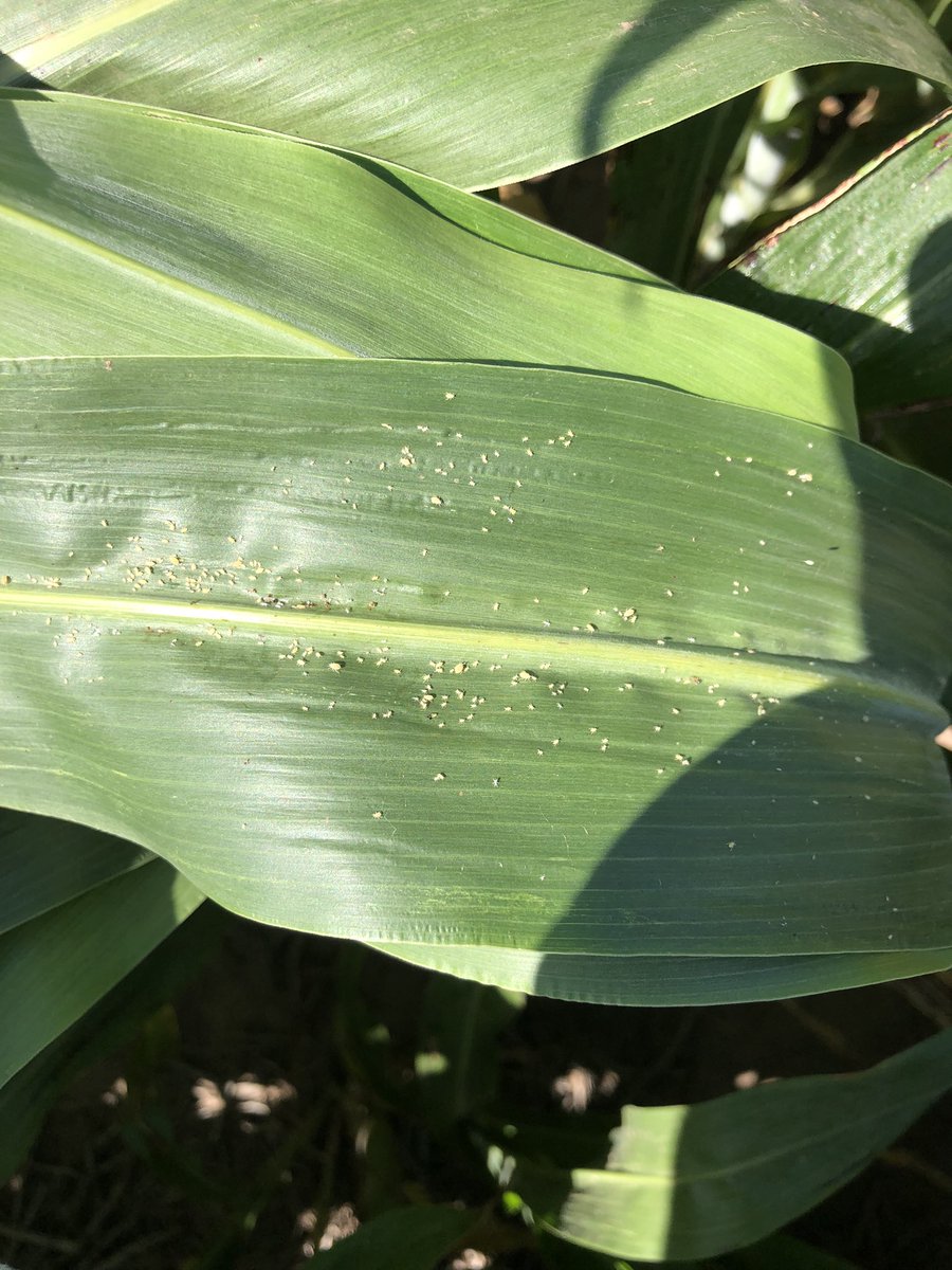 c_sampaoli's tweet photo. Control de pulgón de la caña de azúcar con tiametoxan + lambda y #LigierverdeBio https://t.co/Yd6tBBNd0g