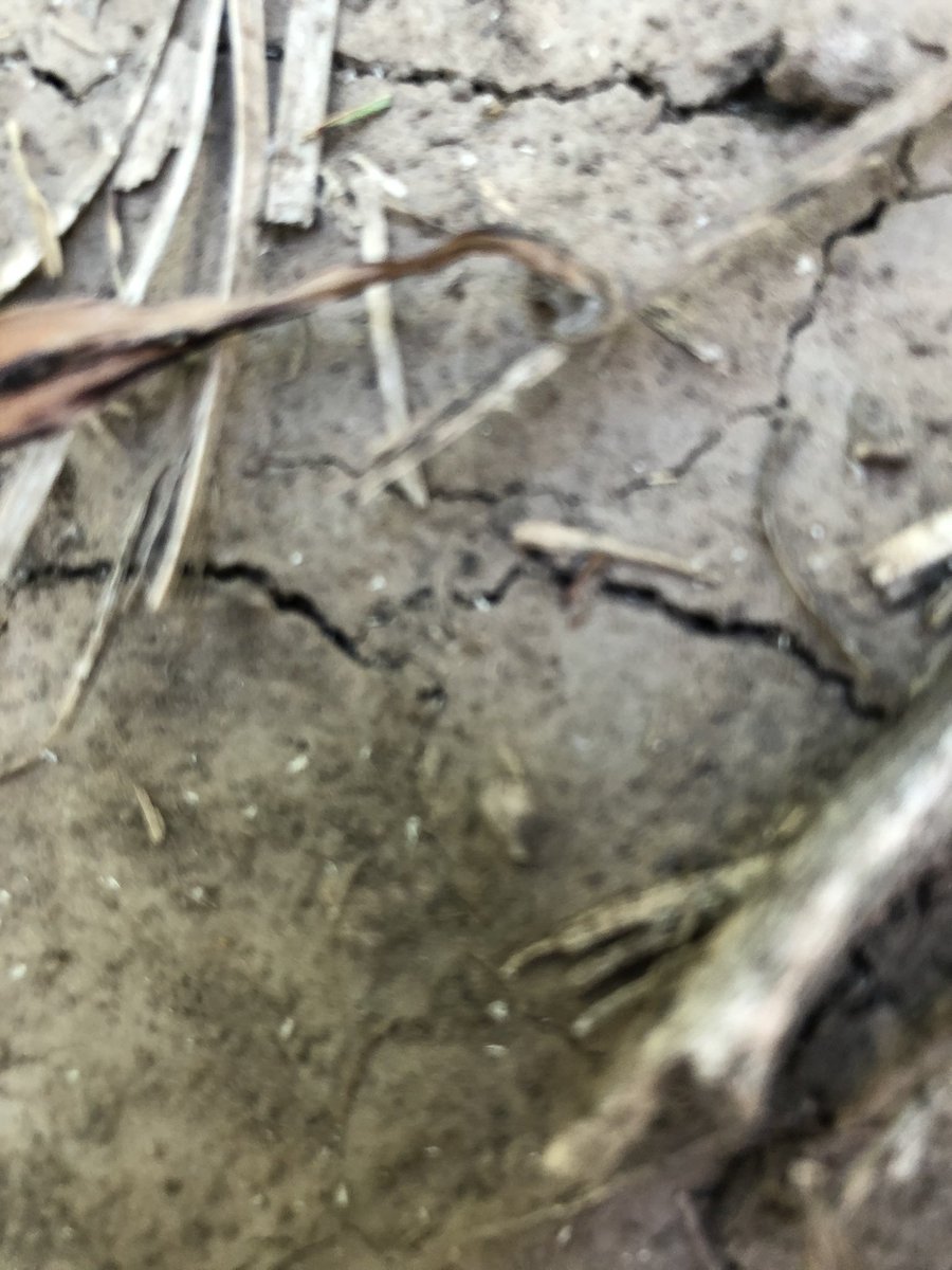 c_sampaoli's tweet photo. Control de pulgón de la caña de azúcar con tiametoxan + lambda y #LigierverdeBio https://t.co/Yd6tBBNd0g