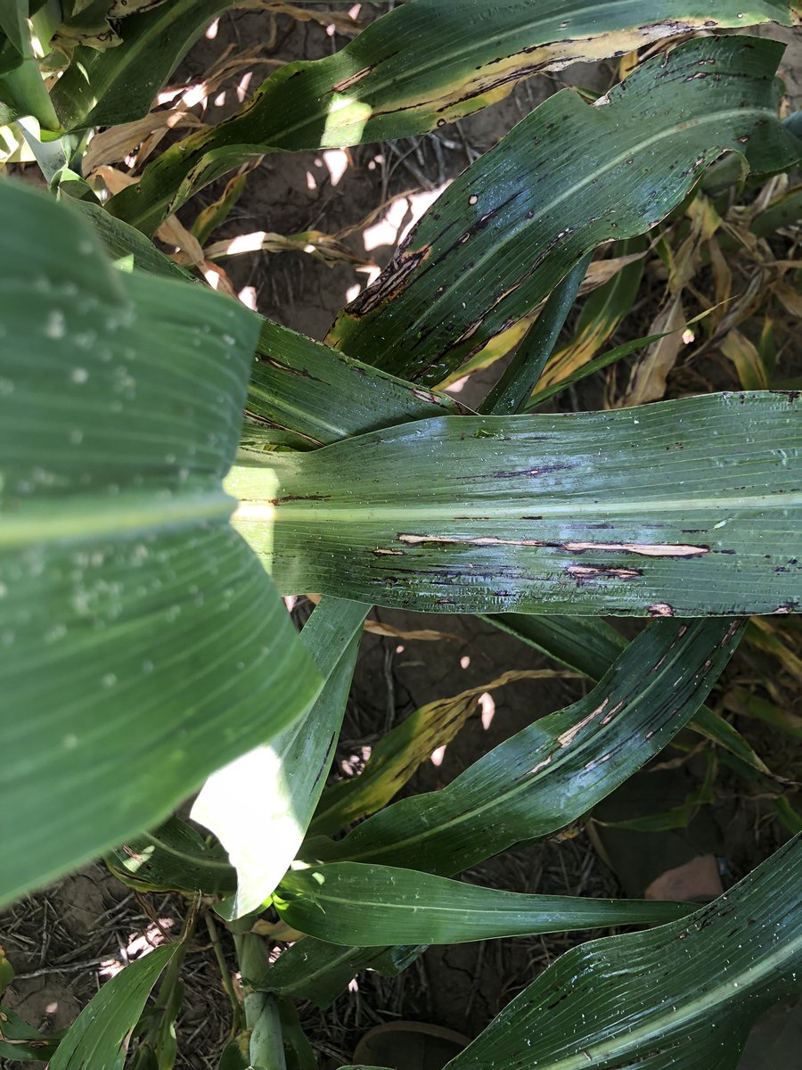 c_sampaoli's tweet photo. Control de pulgón de la caña de azúcar con tiametoxan + lambda y #LigierverdeBio https://t.co/Yd6tBBNd0g