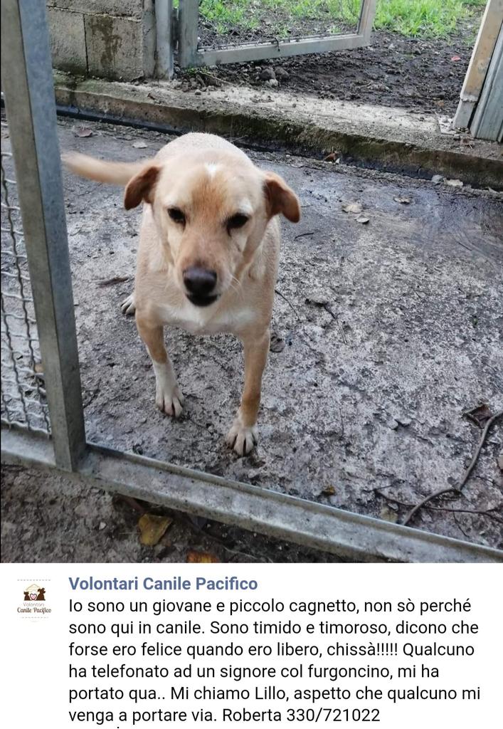Aiutiamo questa povera creatura a fargli trovare una famiglia 😘🐕🐕