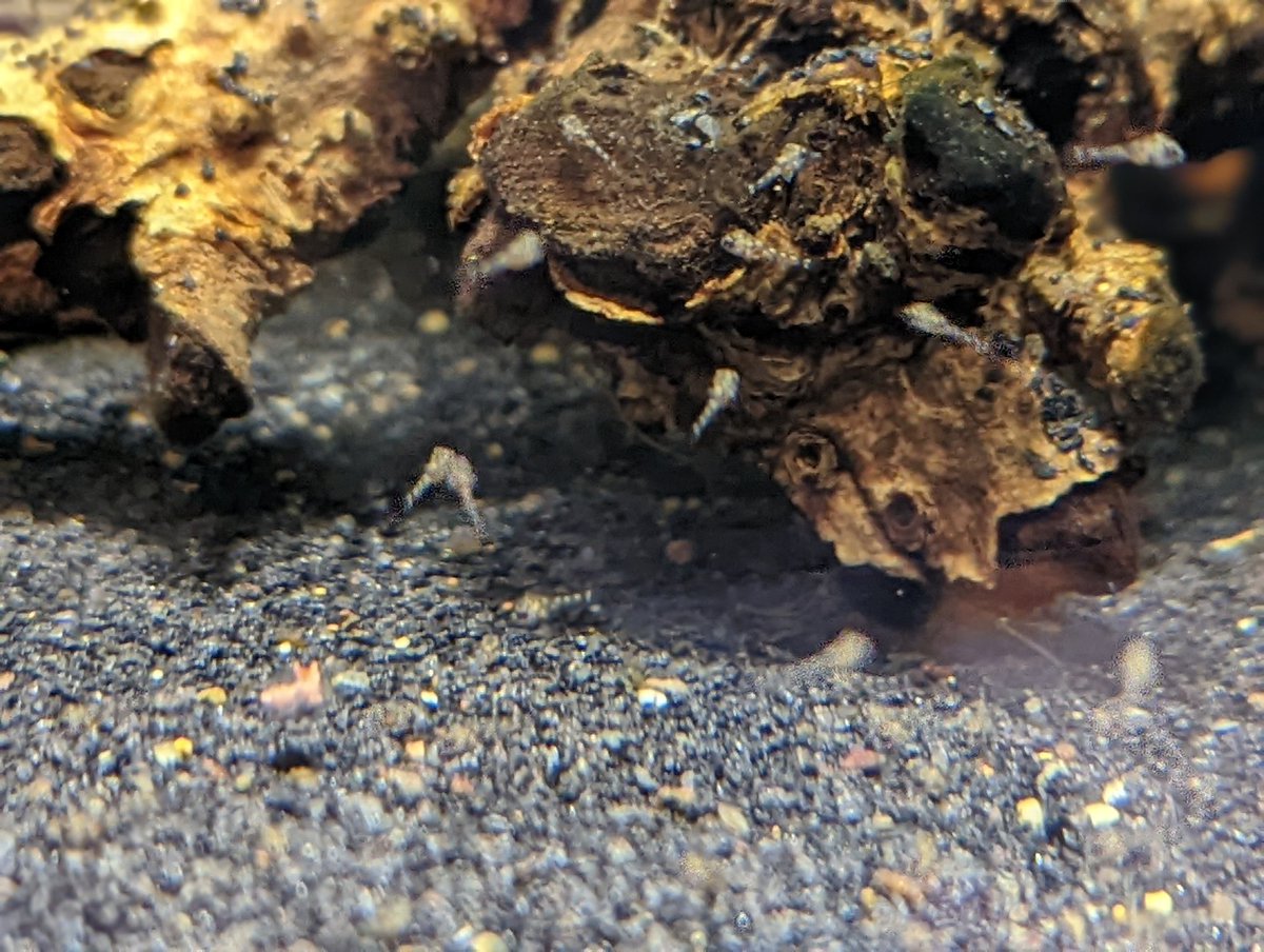 Hannibal13B's tweet photo. ゴミかと思った

#Apistogramma
#cacatuoides https://t.co/gF8Dd5PZVY
