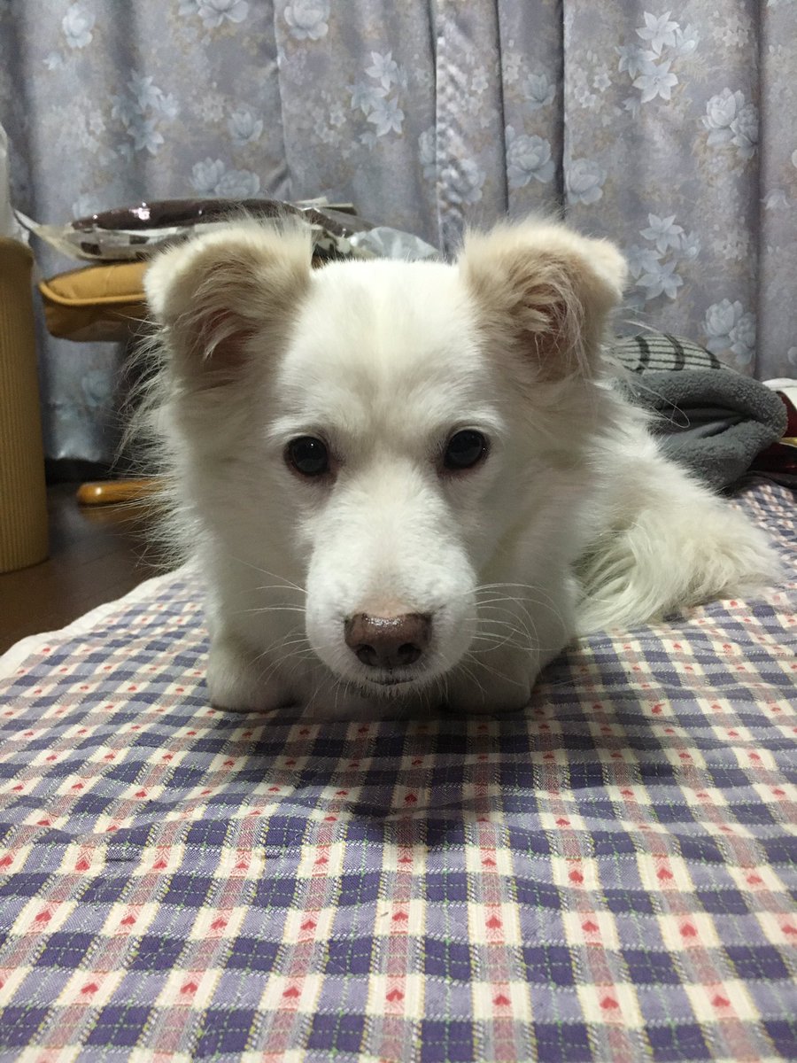 hakugin_023's tweet photo. @wide_love 正面もあるでよ。
来年もよろしくー https://t.co/1GaeP57AOn