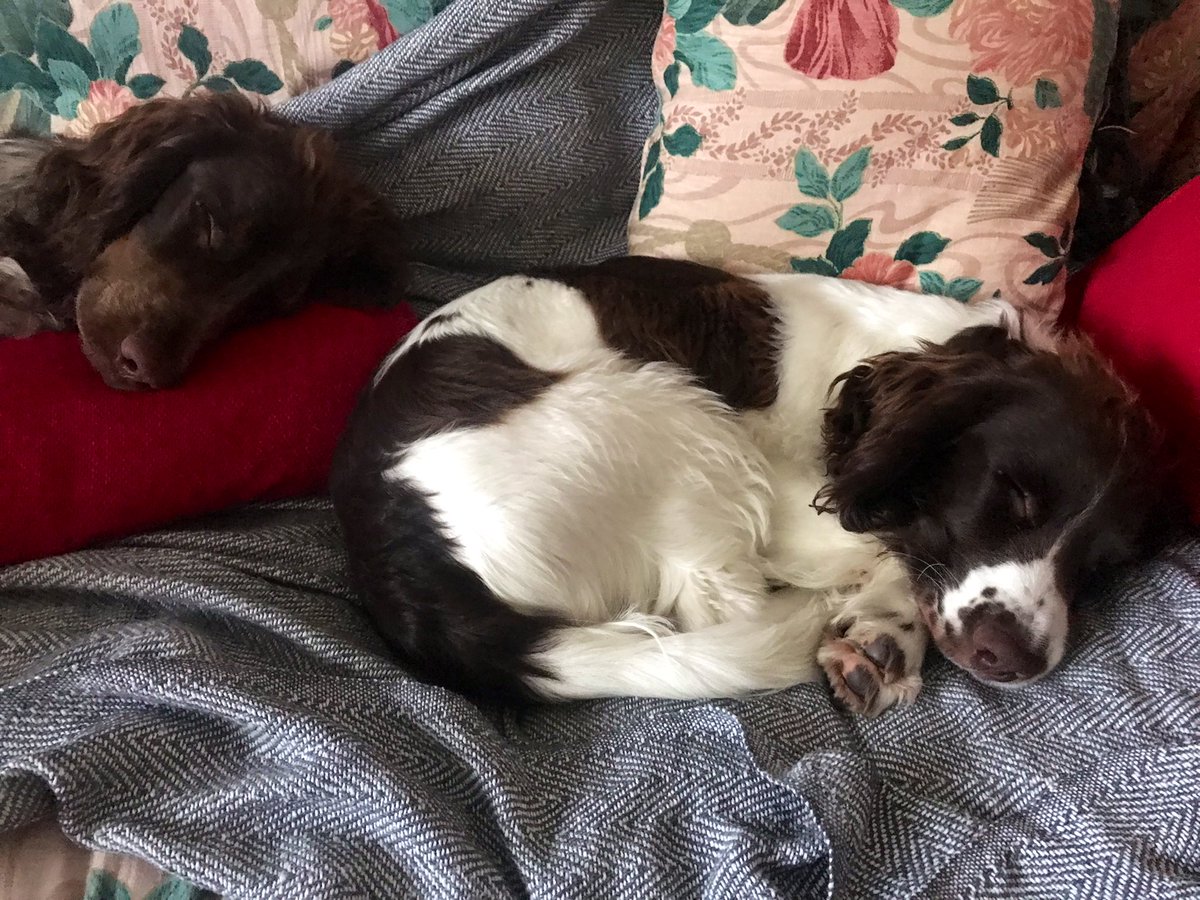 iain_w_anderson's tweet image. Time for a #joejarvis snooze before #hogmanay #NYE2021 ❤️🐶