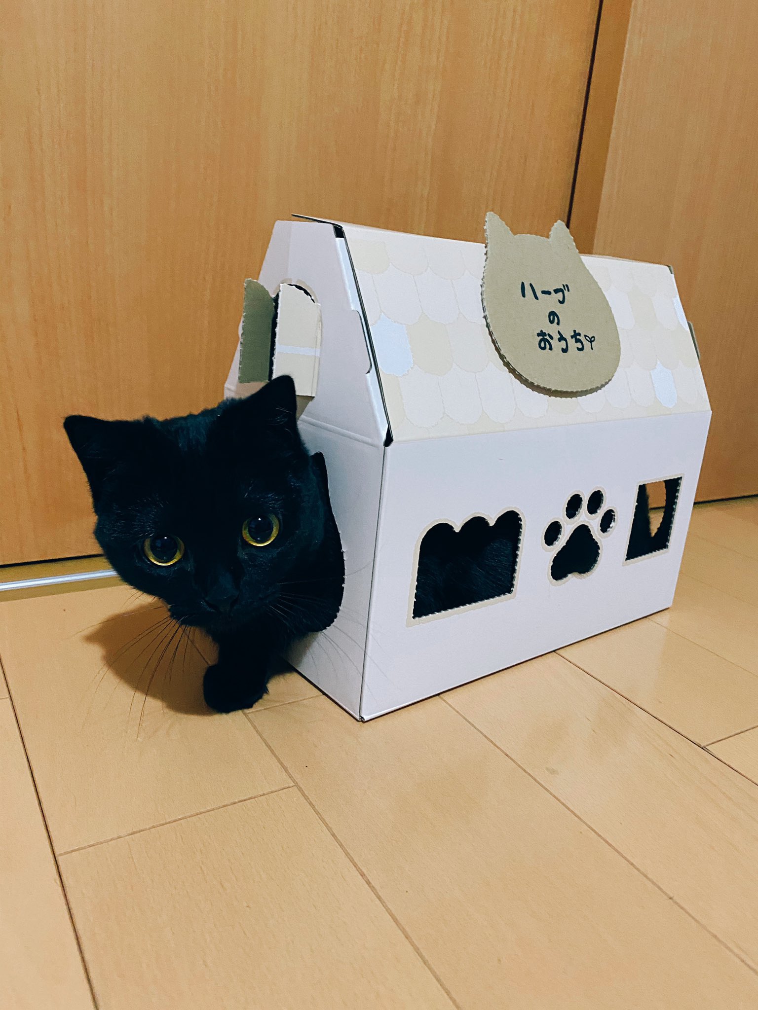 かわいい黒猫ハーブ Herb The Cat Twitter