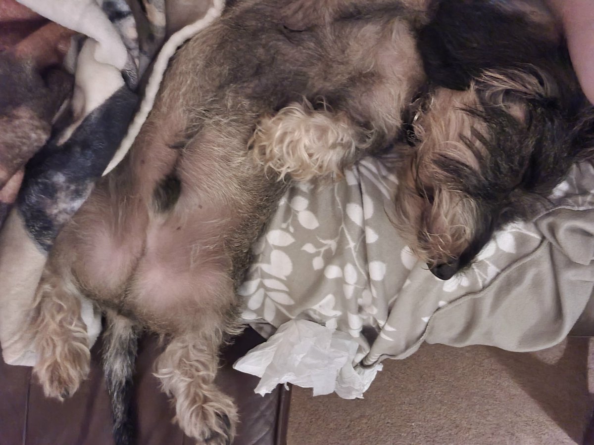 2 today! 
Happy Birthday Pablo!
We think he's happy 😊 
<a href="/krustav/">Kirsty G</a> <a href="/DexterMidgley/">Otto Sausage 💕💕</a> <a href="/sausagetails/">JeffreyTheDachshund</a> <a href="/SausageArmyHQ/">Sausage Army HQ</a> 
<a href="/DollyPopsHere/">Wally Bobbers 💜</a> <a href="/dog_rates/">WeRateDogs</a> <a href="/TheSquirmyWorms/">The Squirmy Worm</a> <a href="/wireysausagedog/">Lottie Loobrush</a> @hamishroza <a href="/Fonz_/">Alfonso Milner</a> 
<a href="/Wireysausage/">Molly</a>