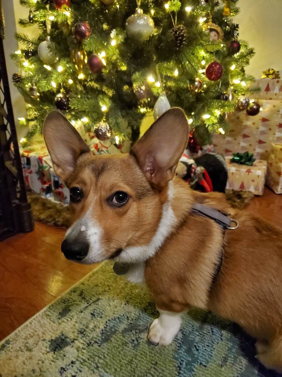 Sheepwhisker's tweet photo. @CBADgg I can relate. I also lost my mom this year and got a puppy. Hoping things are better next year 💕 here is Kovu to brighten your day https://t.co/gLK7rnhhv0