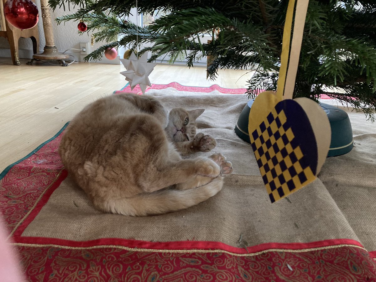 Alfred speaks: “Godt nytår! And don’t even think about removing my Christmas tree. I hear telling that in Denmark Christmas lasts til Easter!” #Caturday