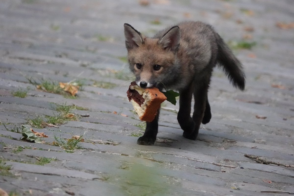 Benoît GALLOT tweet media