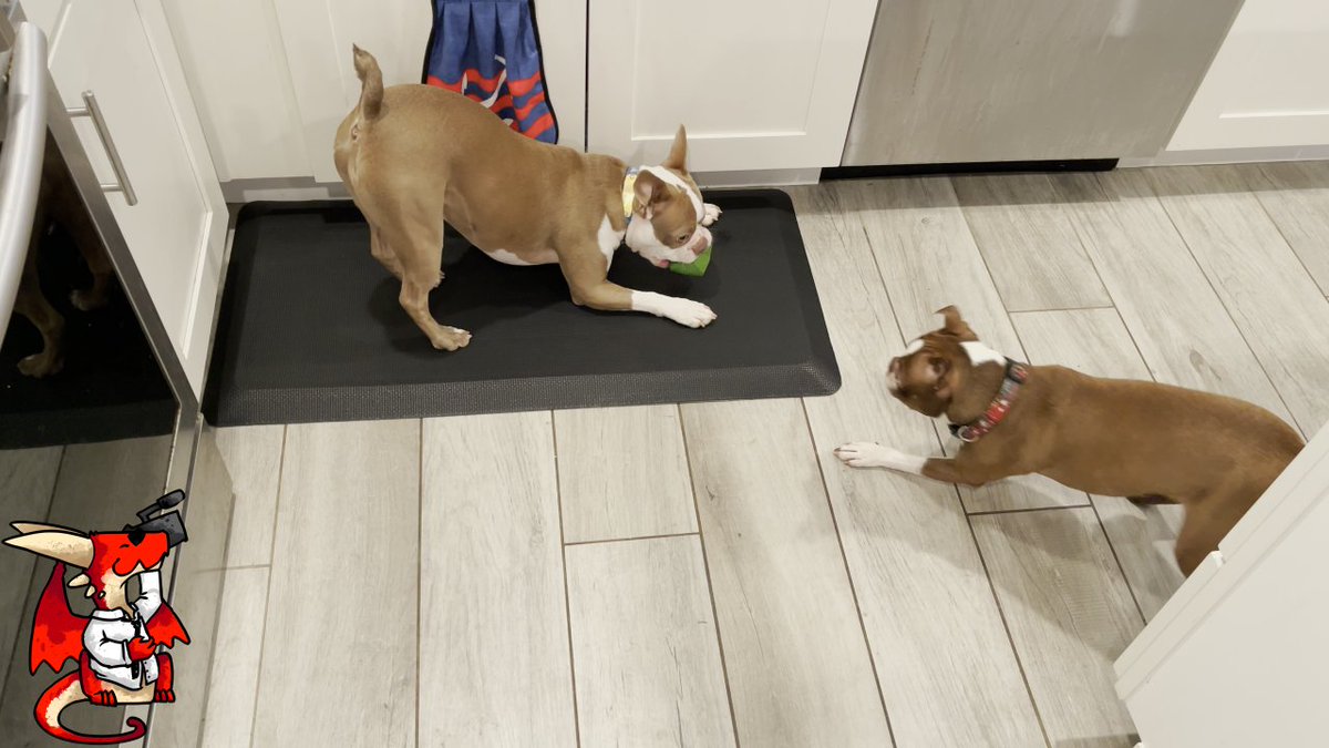 whatdragonwants's tweet photo. My dogs like this Anti Fatigue Memory Foam Kitchen Mat from FEATOL even more than I do! Check it out here https://t.co/khYZWMAPpS #ad #featol #kitchenmat #memoryfoam https://t.co/MRMwjW6dsX