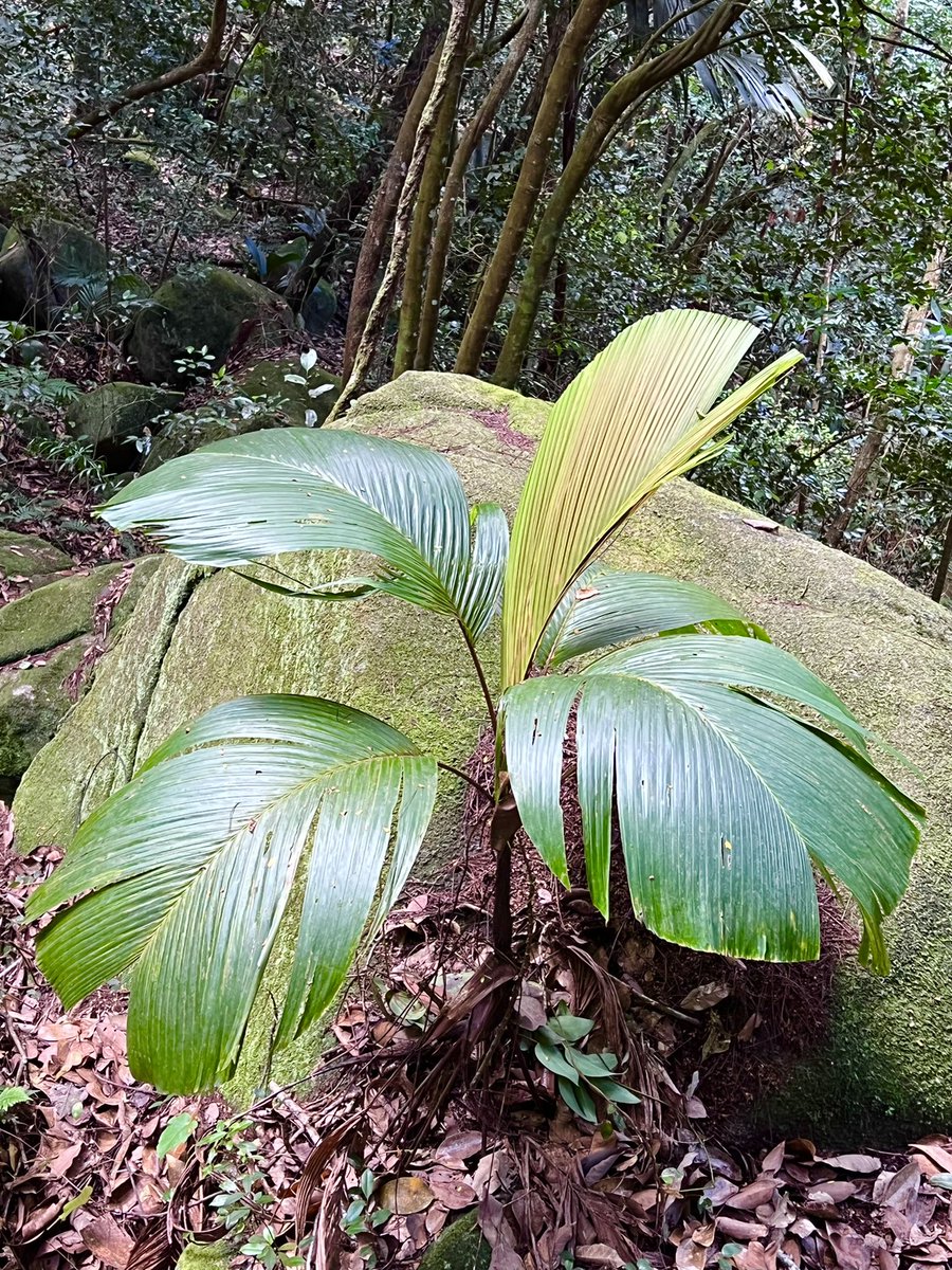 carllewis's tweet photo. Verschaffeltia splendida, amazing endemic stilt-rooted palm of Seychelles rainforests. Look for this species in the @FairchildGarden Rainforest, where it loves the new irrigation &amp; fog system https://t.co/mdH9a7XFF6