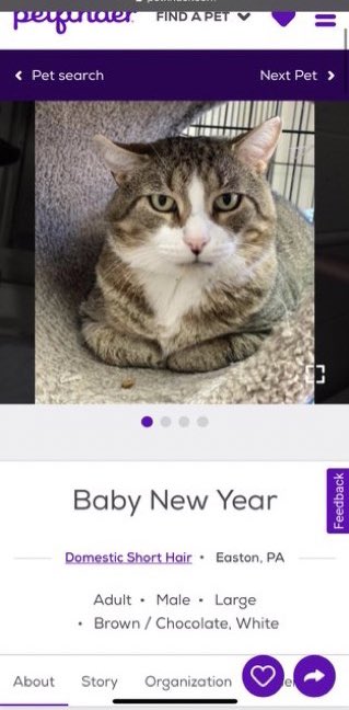 petfindernames's tweet photo. baby new year looks just as excited for 2022 as the rest of us https://t.co/R0ZNXoCaeu