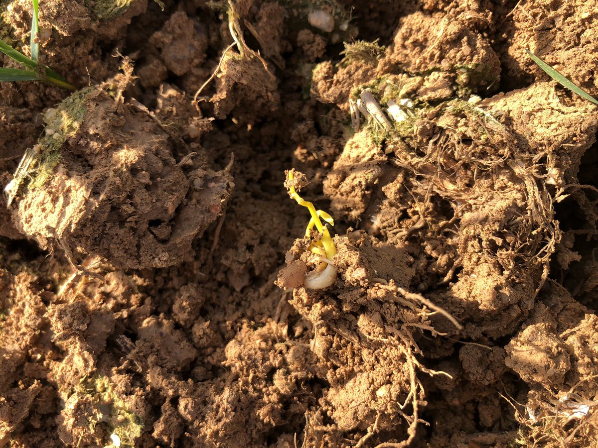 TeiaG2012's tweet photo. On és el #gra q falta? A vegades la explicació és una excessiva #profunditat de #sembra, el gra de blat va germinar i el teixit vegetal creix buscant la superfície, però no aconsegueix travessar el gruix de terra que te damunt, el trobem enterrat,recargolat i sense clorofila https://t.co/TOhbSOY93C
