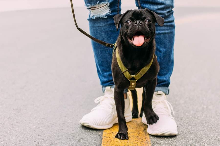 RamServiceSas's tweet photo. Una passeggiata con il cane fa bene al cuore e alla mente.
Una passeggiata quotidiana, magari a buon passo e senza troppe soste, fa bene alla salute. 

#ramservice #petlovers #cremazioneanimali #doglife https://t.co/OLtpgJmHDb